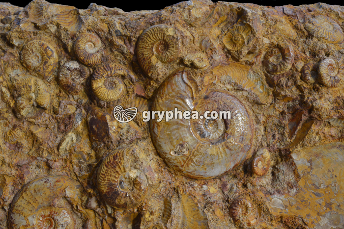Banc d'ammonites Pleydellia aalensis (Provence) - gryphea.com